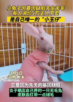女子在家中育出罕见无毛兔 有人出价5万欲买下