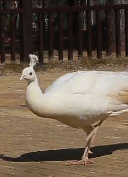 鄱阳湖候鸟乐园成候鸟收容地，园内有黑天鹅、丹顶鹤等珍稀鸟类30余种