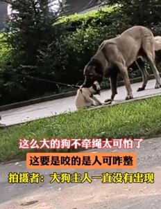 路边大狗咬住宠物狗不松口 狗主未出现路人不敢拉