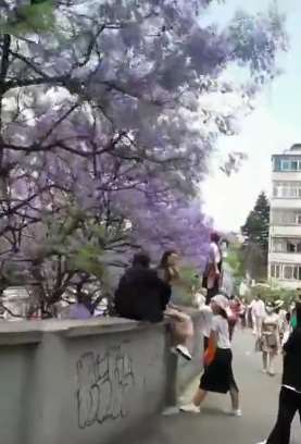 昆明蓝花楹大道成网红打卡地 为找拍摄角度有人爬4米高墙