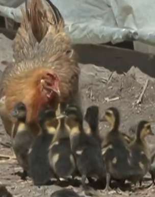 鸡崽被老鼠抓走，母鸡竟偷鸭蛋孵出一窝小鸭当孩子