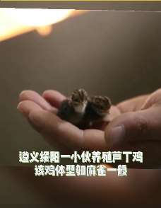 世界上最小的鸡，小伙靠它发财致富