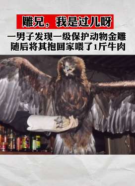 黑龙江一男子放羊时发现只金雕 抱回家后喂了1斤牛肉