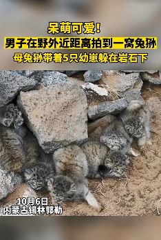 内蒙古一男子野外拍到一窝兔狲