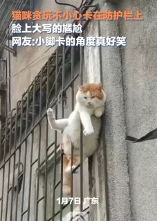 猫咪贪玩不小心卡防护栏满脸的尴尬