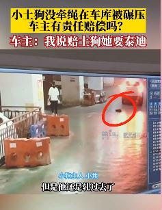 小土狗没栓绳车库被碾压 狗主人要求车主赔偿泰迪