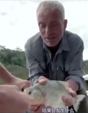 你知道食人鱼的咬力有多厉害吗?来看看这个视频中的测试吧!