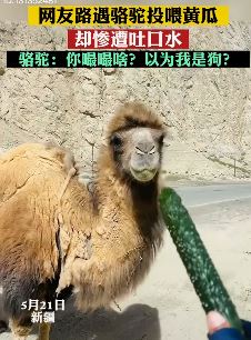 网友路遇骆驼喂黄瓜被吐口水一脸嫌弃