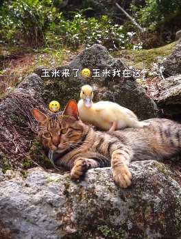 猫咪与鸭子的田园生活 网友：向往这样的生活