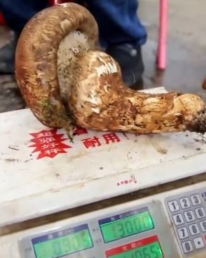 900克重"松茸王"现市 摊主要价8600元