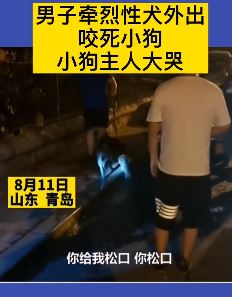 青岛一小狗被烈性犬咬死 小狗主人大哭