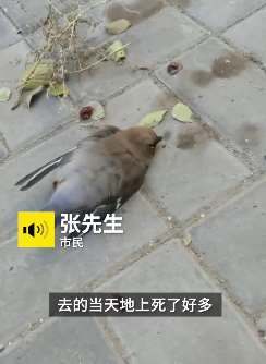 内蒙古包头一小区上百只太平鸟撞墙死亡，官方：已排除疫病