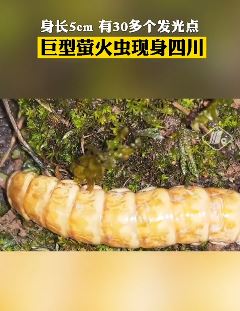 四川发现巨型萤火虫 身长5cm有30多个发光点