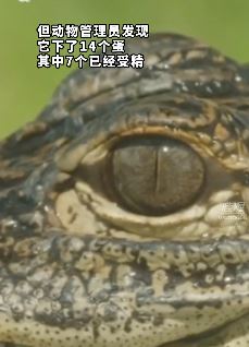 人类发现首条孤雌生殖美洲鳄 单凭自己就能产下后代