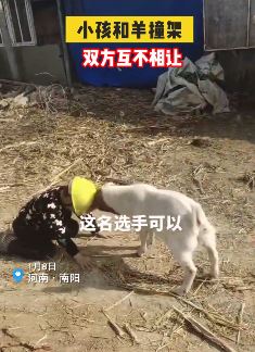 萌娃戴头盔与羊撞架双方互不相让