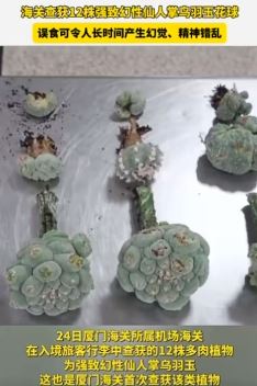 海关查获12株致幻性多肉植物  误食可使人精神错乱