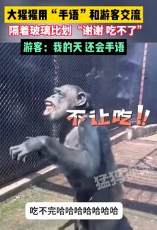 大猩猩用“手语”和游客交流表达"谢谢,吃不了"