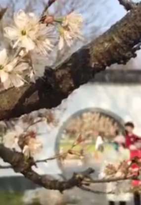 南京玄武湖樱花绽放正值观赏好时期