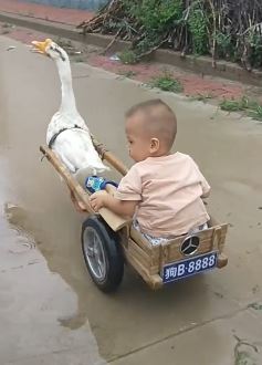 搞笑视频:别拦我,我要和主人一起下河洗澡!