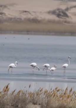 内蒙古一湖泊中发现5只火烈鸟