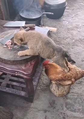 小狗踩老母鸡身上够着吃桌子上的肉，母鸡甘当"垫背的"