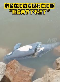 武汉一市民江边发现死亡江豚 身体已断成两节