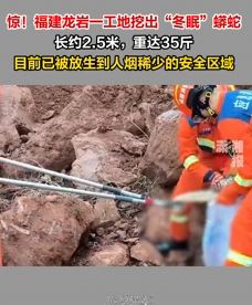 福建龙岩一工地挖出2.5米长冬眠蟒蛇