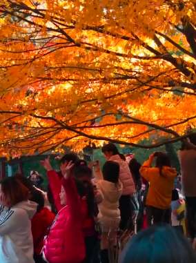 岳麓山赏枫叶，人比红叶多！