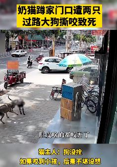 河南焦作一男子养的奶猫遭2条大狗撕咬致死