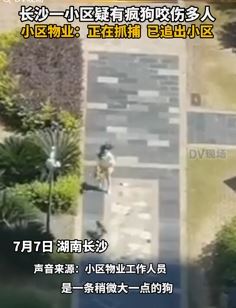 长沙一小区疑有疯狗咬伤多人