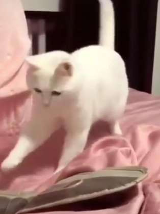 搞笑：麻烦你把音乐关了，我就想好好走个路