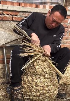 张同学抖音新更:金鸡满架!给鸡编草窝,做你没吃过的美食!