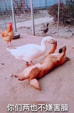 搞笑配音：那些可爱的动物们！