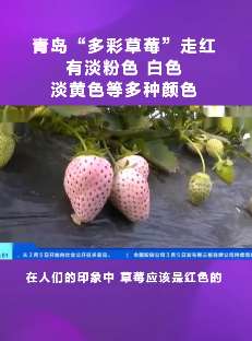 青岛"多彩草莓"走红, 一盒100元你觉得贵吗？