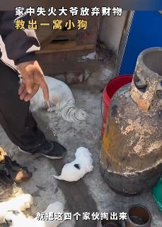 老人家中失火放弃抢救财物把一窝小狗救出