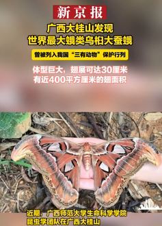 世界最大蛾类乌桕大蚕蛾在广西被发现