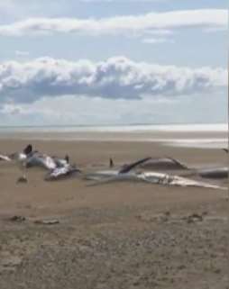 冰岛海滩出现50多具鲸鱼尸体，死状太凄惨了