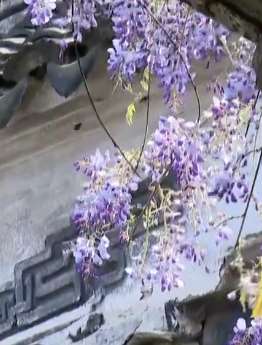 人间最美四月天 打苏州园林美景欣赏