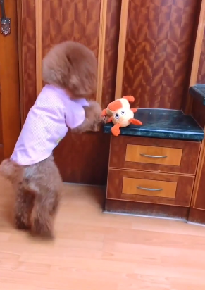 这泰迪太有心机了，聪明又可爱！