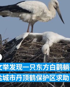 东方白鹳为死去同伴守巢 摄影爱好者发现后求助