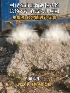 哈尔滨一网友曝山上遇2米长松花蛇