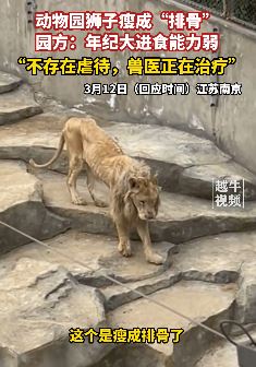 动物园狮子瘦成排骨 园方回应：年纪大