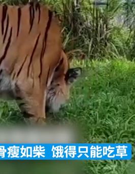 网曝广州动物园老虎骨瘦如柴以草充饥 园方：就这体型