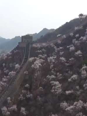 航拍北京居庸关花海景观 感受下春天的气息吧！
