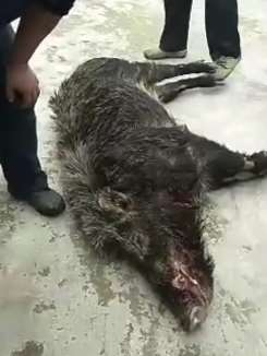 贵州一头野猪下山咬伤3村民后被打死