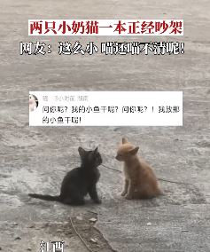 女生偶遇2只小奶猫吵架