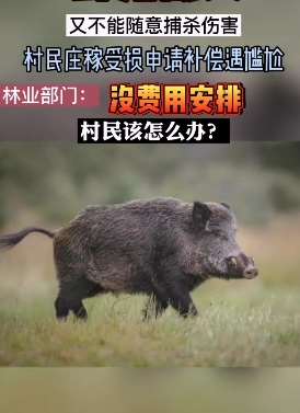 四川巴中山村野猪成灾肆意糟蹋庄稼