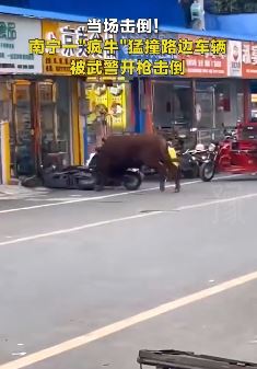 南宁一疯牛街头乱撞被武警开枪击毙
