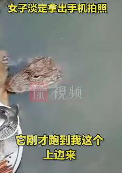 安徽芜湖一女子河边洗碗遇鳄鱼