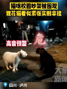 猫咪校园吵架被围观
